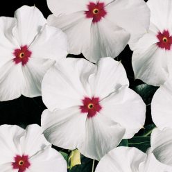 Pacifica Polka Dot Hybrid Vinca Flower Seeds