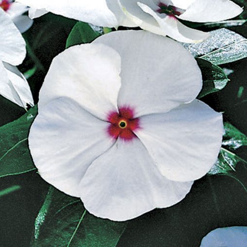 Pacifica Polka Dot Hybrid Vinca Flower Seeds - Image 3