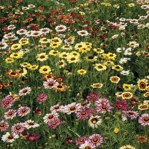 Painted Daisy Mix Seeds - Image 2