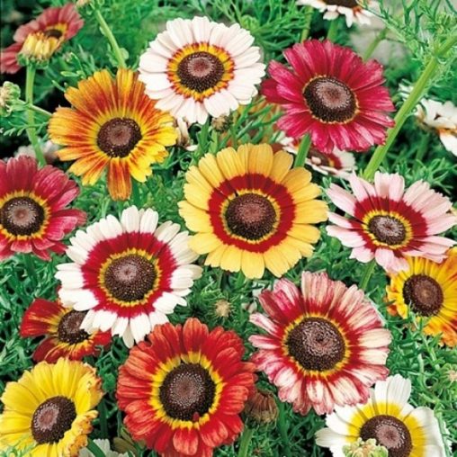 Painted Daisy Mix Seeds - Image 3