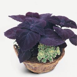 Palisandra Giant Exhibition Coleus Seeds