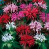 Panorama Mix Bee Balm Seeds