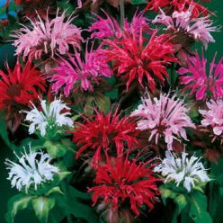 Panorama Mix Bee Balm Seeds