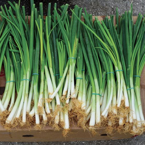 Parade Green Onion Seeds - Image 2