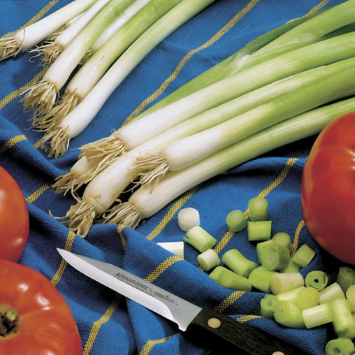 Parade Green Onion Seeds - Image 3