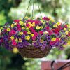 Paradise Island Calibrachoa Fuseables Seeds  of 5 seeds