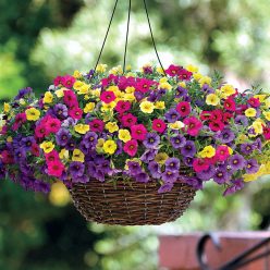 Paradise Island Calibrachoa Fuseables Seeds  of 5 seeds