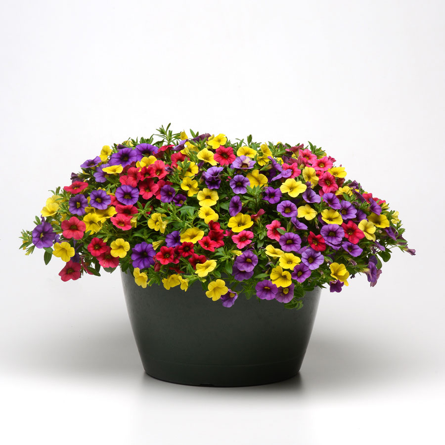 Paradise Island Calibrachoa Fuseables Seeds of 5 seeds | Gardenchamps.com