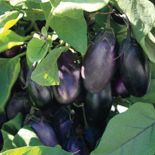 Patio Baby Hybrid Eggplant Seeds - Image 3