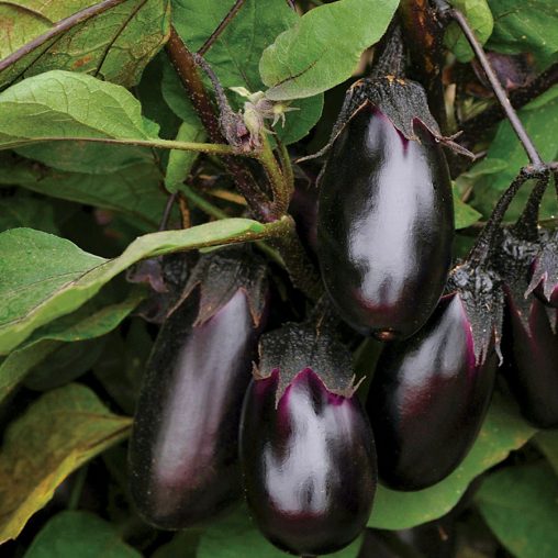 Patio Baby Hybrid Eggplant Seeds - Image 4