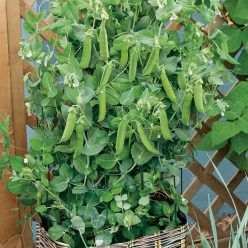 Patio Pride Pea Seeds