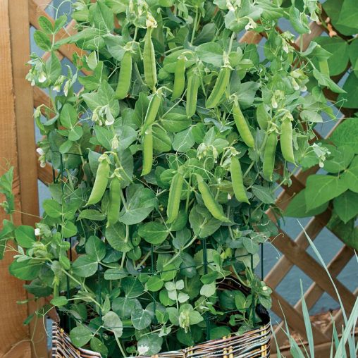 Patio Pride Pea Seeds - Image 2
