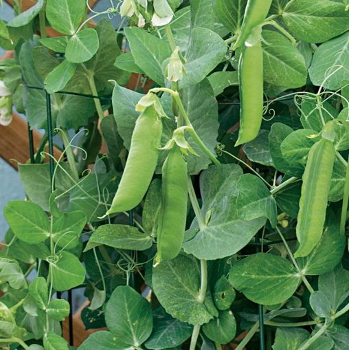 Patio Pride Pea Seeds - Image 3