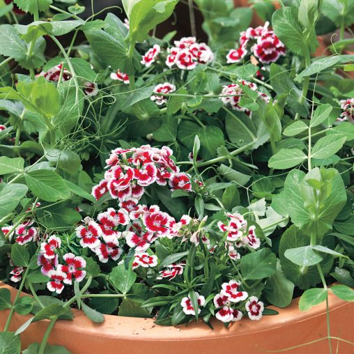 Patio Pride Pea Seeds - Image 4