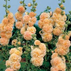 Peaches 'n' Dreams Hollyhock Seeds