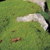 Pearlwort Seeds