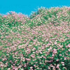 Penngift Crownvetch Flower Seeds
