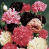 Peony Mix Poppy Seeds