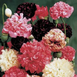Peony Mix Poppy Seeds