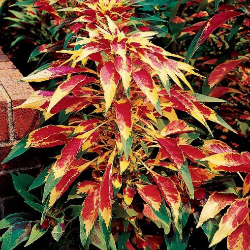 Perfecta Amaranthus Seeds - Image 3