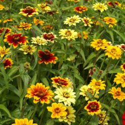 Persian Carpet Mix Mexican Zinnia Seeds