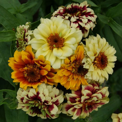 Persian Carpet Mix Mexican Zinnia Seeds - Image 3