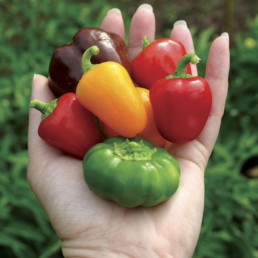 Petite Colour Blend Hybrid Pepper Seeds - Image 3