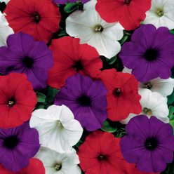 Petunia Easy Wave The Flag Mix (Improve)