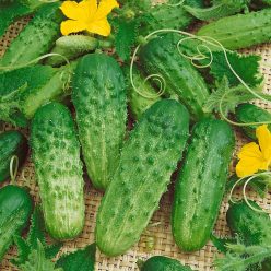 Pick a Bushel Hybrid Cucumber Seeds