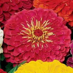 Picks Carmine Rose Zinnia Seeds