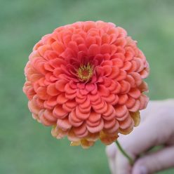 Picks Coral Zinnia Seeds