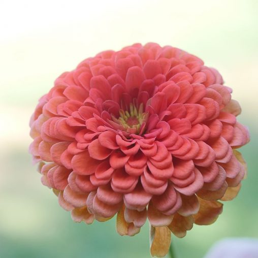 Picks Coral Zinnia Seeds - Image 4