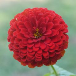 Picks Deep Red Zinnia Seeds