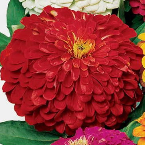 Picks Deep Red Zinnia Seeds - Image 4