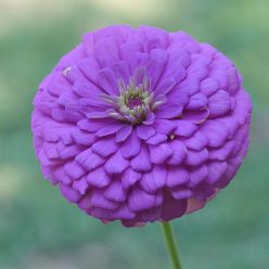 Picks Lilac Zinnia Seeds