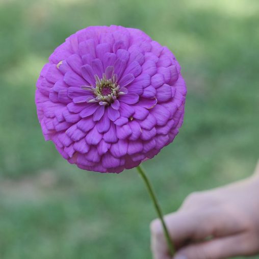 Picks Lilac Zinnia Seeds - Image 4