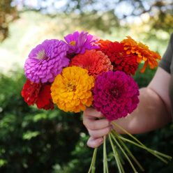 Picks Mix Zinnia Seeds