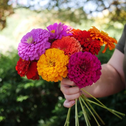 Picks Mix Zinnia Seeds - Image 2