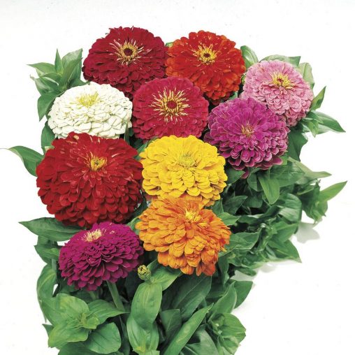 Picks Mix Zinnia Seeds - Image 3
