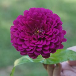 Picks Purple Zinnia Seeds