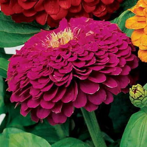 Picks Purple Zinnia Seeds - Image 4
