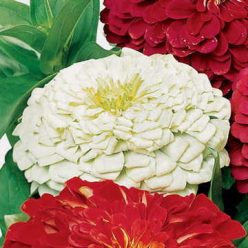 Picks White Zinnia Seeds