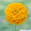 Picks Yellow Zinnia Seeds