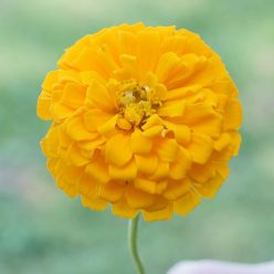 Picks Yellow Zinnia Seeds