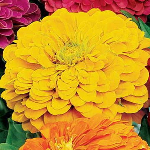 Picks Yellow Zinnia Seeds - Image 4