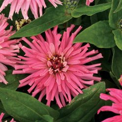 Pinca Zinnia Seeds