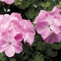 Pinto Premium Lavender Geranium Seeds