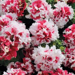 Pirouette Red Petunia Seeds