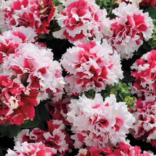 Pirouette Red Petunia Seeds