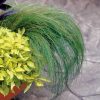 Ponytails Mexican Feather Grass Seeds  of 30 seeds